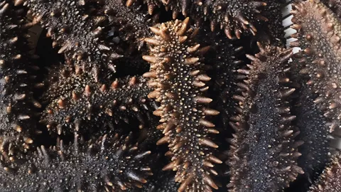 北海道産天然 乾燥海鼠（なまこ）