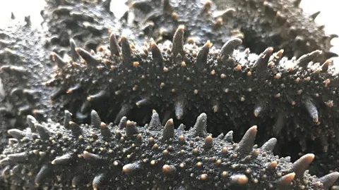 関西産天然 乾燥海鼠（なまこ）